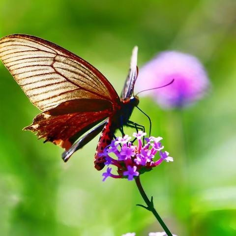 秋色尽染 挥洒光芒（三）——生态花鸟篇