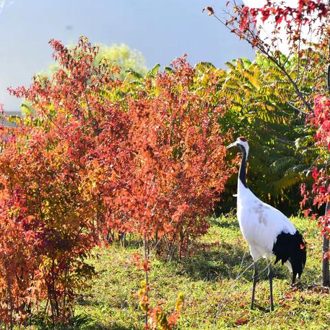 社长精选（三）生态篇