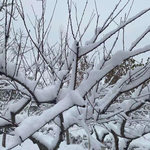 玩冰踏雪，冬之趣——龙泉小学五四班雪文化活动