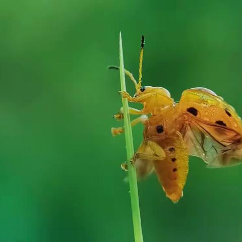 我想在秋声里，聆听秋虫呢喃！