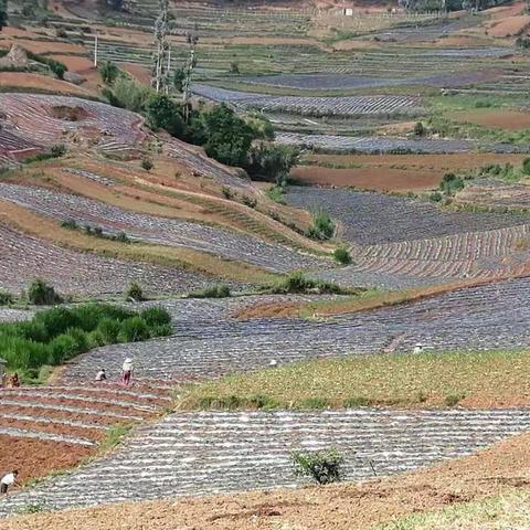 西邑乡大庄村大力推进烤烟规模化种植 振兴乡村支柱产业
