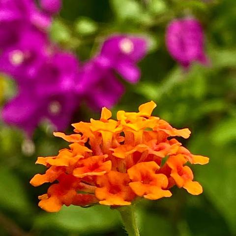 我拍的花花草草（马缨丹）