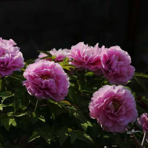 当开花时节，牡丹就开着雍容华贵、娇俏艳丽的花朵。