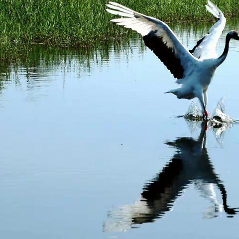 游扎龙湿地，观丹顶鹤
