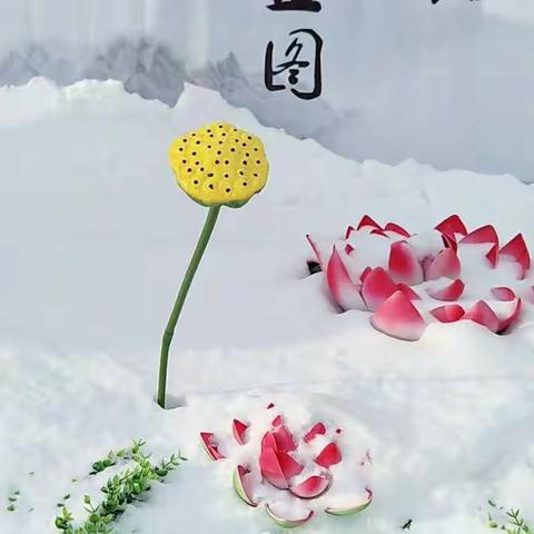 雪莲