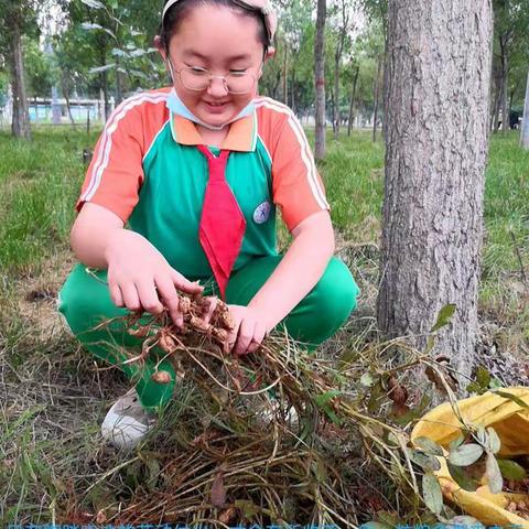 劳动，创造未来；实践，幸福快乐——林州八小六年级国庆假期劳动实践活动掠影