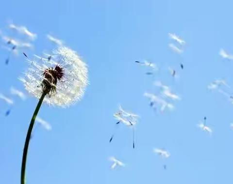 春日•蒲公英