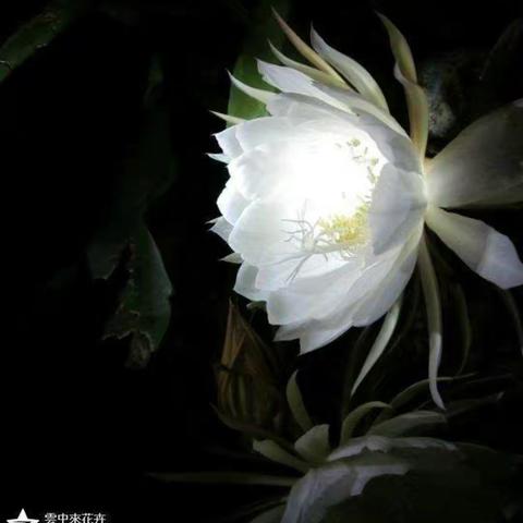 花钟