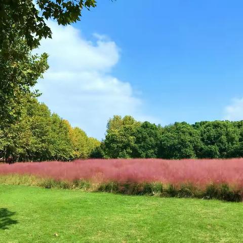 疫情下的日子（六）——奔向秋天的“乱草”