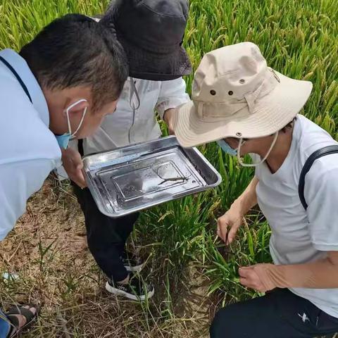 保亭县农业服务中心开展农作物病虫害专业化统防统治工作