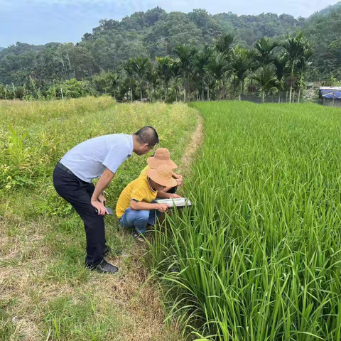 保亭县农业服务中心“一手打伞一手干活”排查水稻病虫害 指导开展防控工作