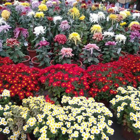 虎年秋季河东公园观菊展