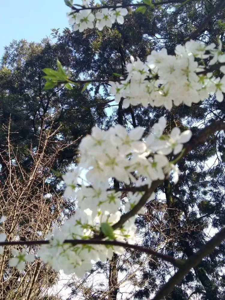 永川区圣水湖桃花岛,卫星湖桃花岛