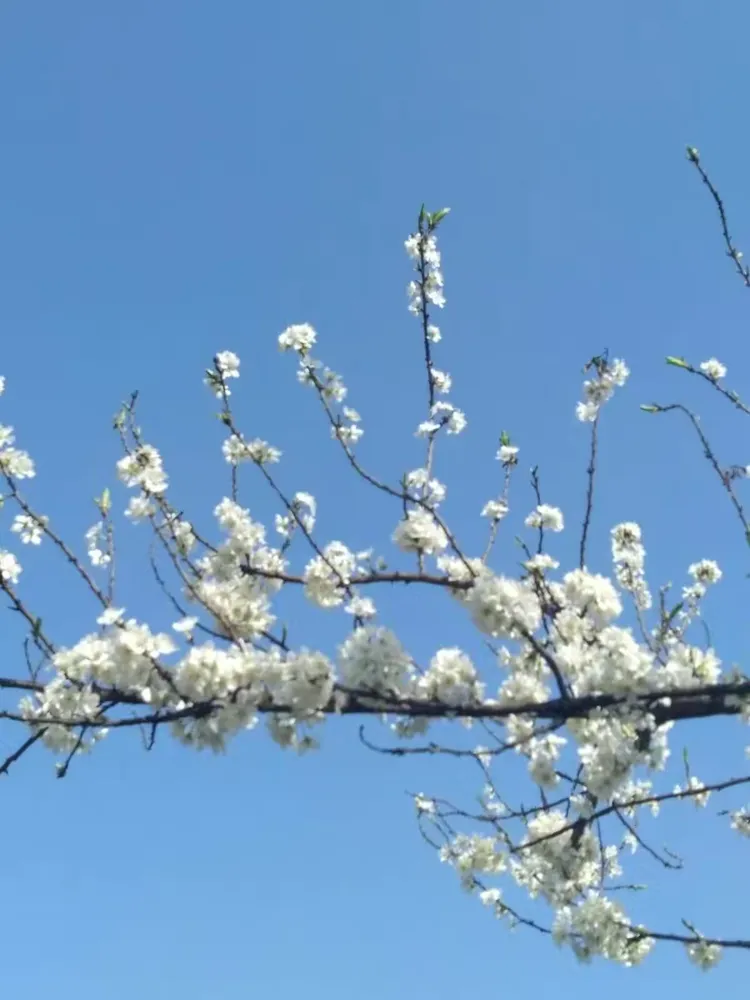 永川区圣水湖桃花岛,卫星湖桃花岛