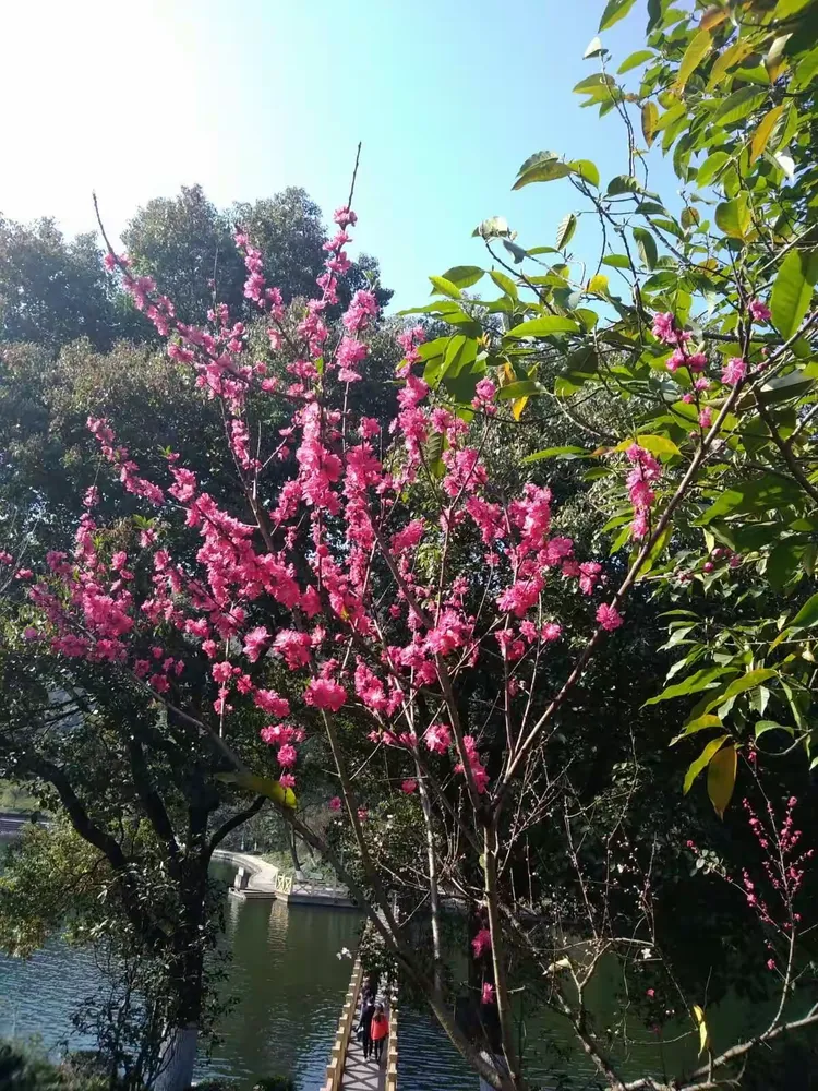 永川区圣水湖桃花岛,卫星湖桃花岛