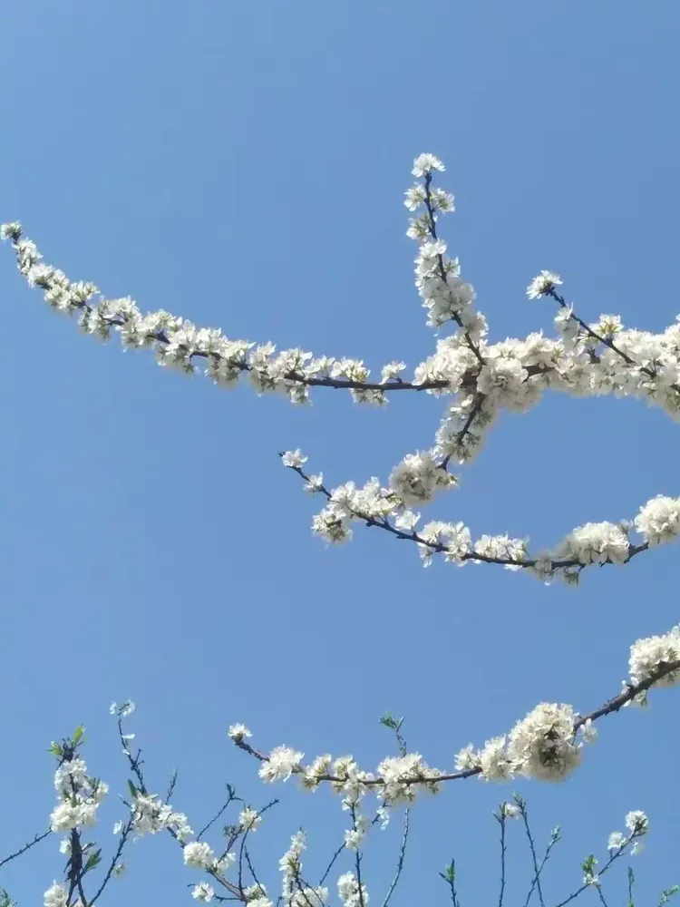 永川区圣水湖桃花岛,卫星湖桃花岛