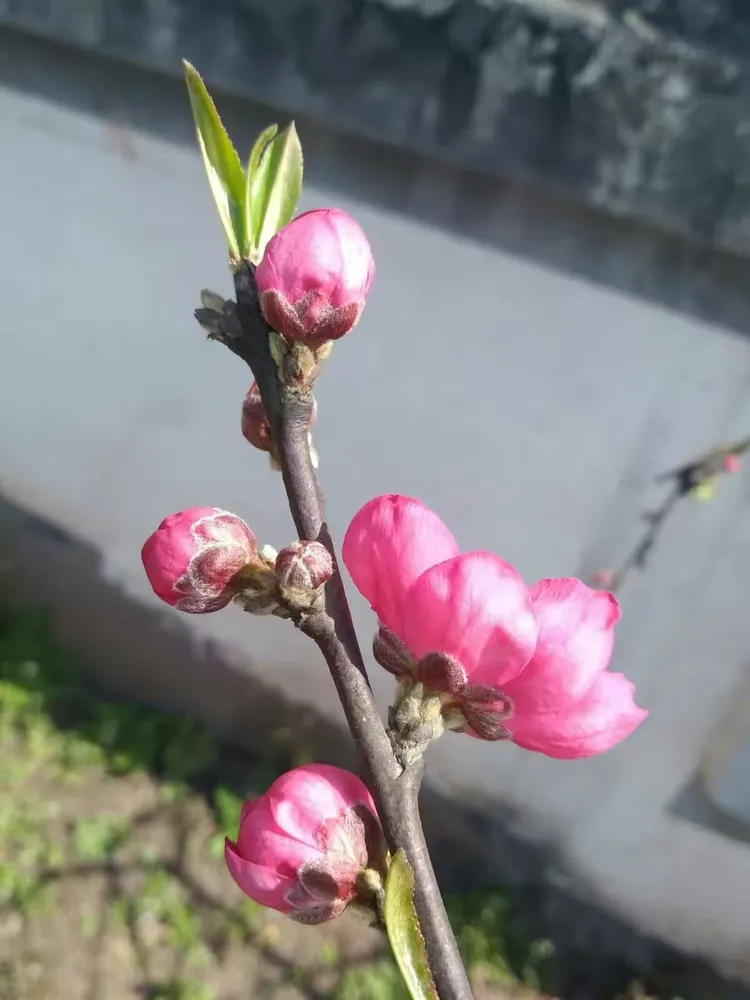 永川区圣水湖桃花岛,卫星湖桃花岛