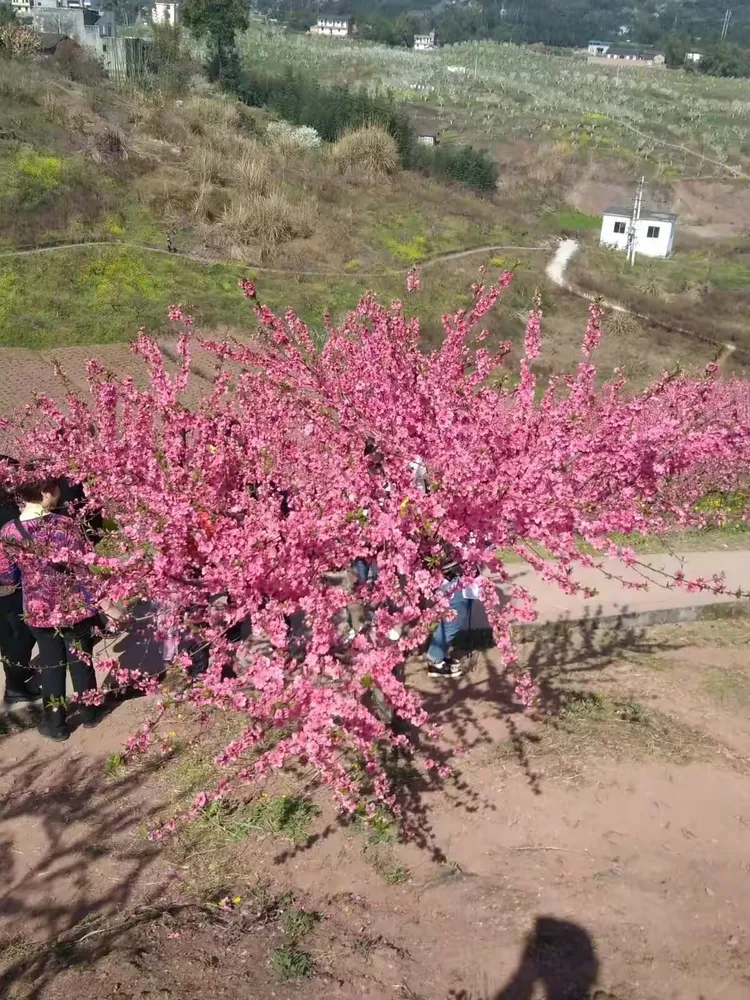 永川区圣水湖桃花岛,卫星湖桃花岛