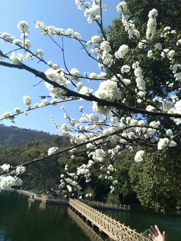 永川区圣水湖桃花岛,卫星湖桃花岛