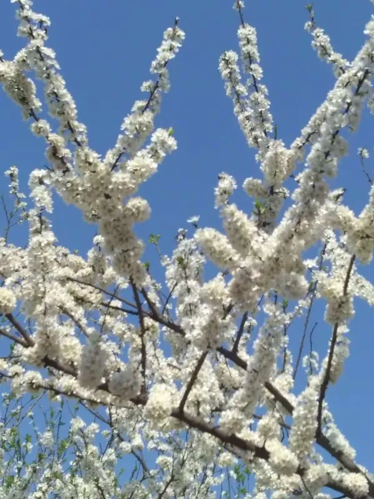 永川区圣水湖桃花岛,卫星湖桃花岛