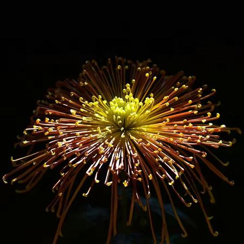 2018共青森林公园菊展“水韵共青潆幽幽，尽是菊花香溢溢”