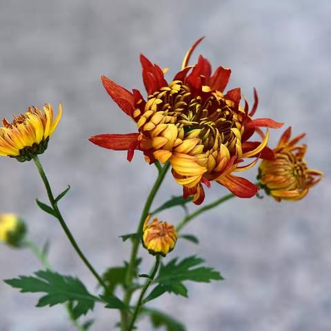 摄与菊携手  摄与菊为友          上海大学菊花展  免费的菊花盛宴