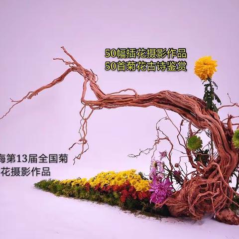 50幅插花艺术欣赏；50首菊花古诗鉴赏（2019上海第13届全国菊展插花艺术拍摄）