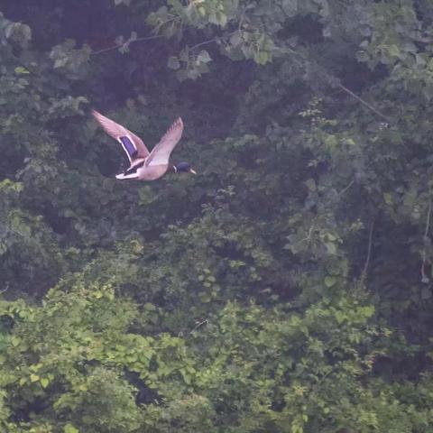 三合偶遇野鸭