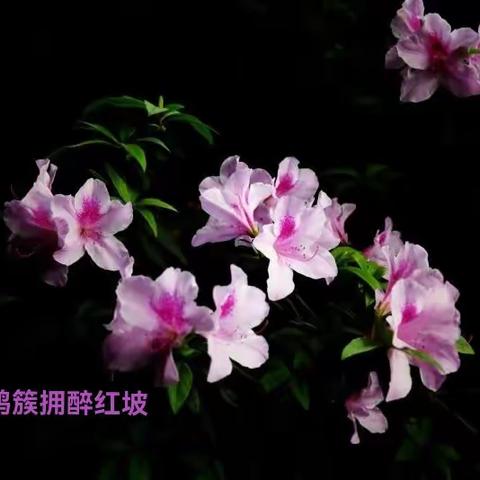 杜鹃花时夭艳然🌺🌿🌸