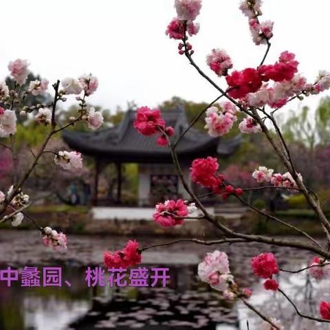 雨中蠡园、桃花盛开！🍃🌸☘️🌺