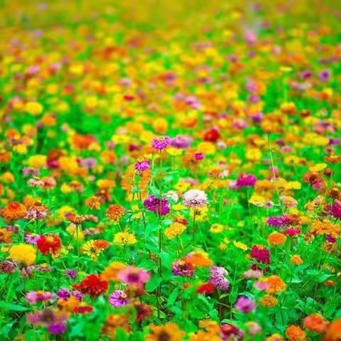 科学领域《花园里的小虫》