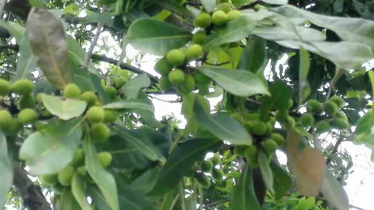 小叶榕树的养殖方法和注意事项