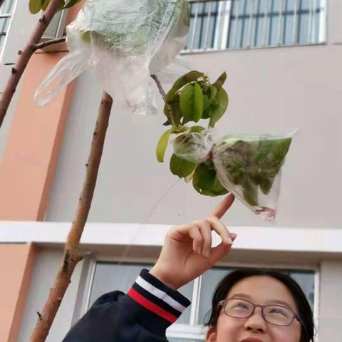 打造实验课堂，在动手中感受植物的蒸腾作用