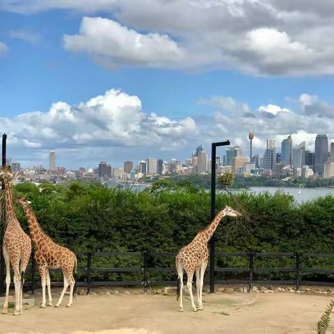 澳大利亚游🇦🇺第七天（4月5日） 塔隆加动物园