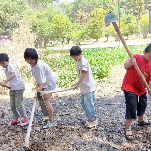 新田铺小水江学校课后服务劳动课成果展——开垦阶段