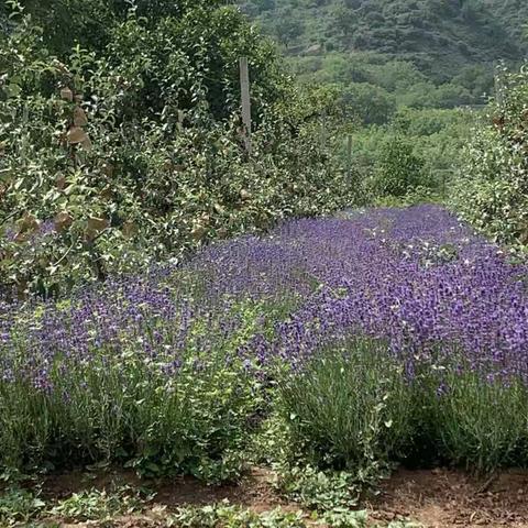 东风镇胡家庄村预警监测防返贫“点对点”大走访