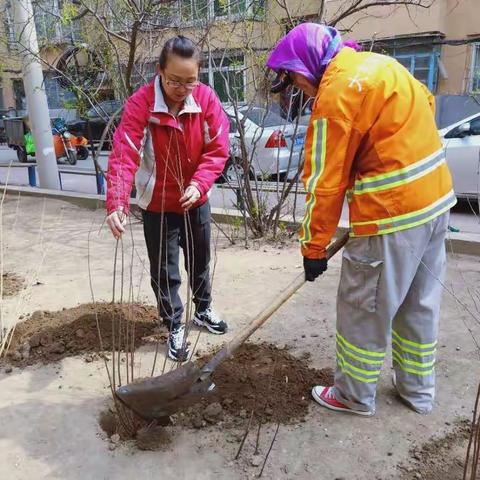 春风桃李花开日，植树添绿正当时——大北街道华炉社区开展春季植树活动