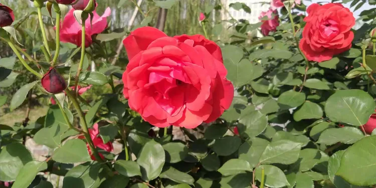 哪里可以买到月季花