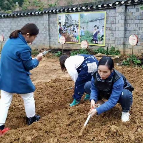 植物种植收获多—记乾元小学五（20）班种植总结