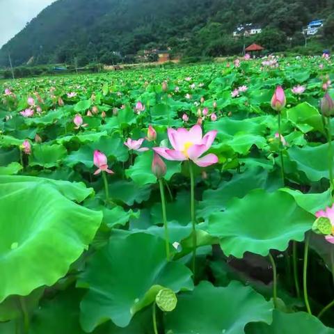 静听～荷花仙子～大埔县城下沥村