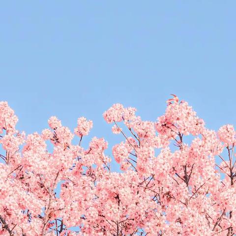 最是一年春好处——小AI的春日分享