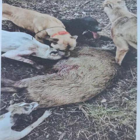 【铭记嘱托 忠诚担当】 凤翔森林派出所查获一起非法狩猎案