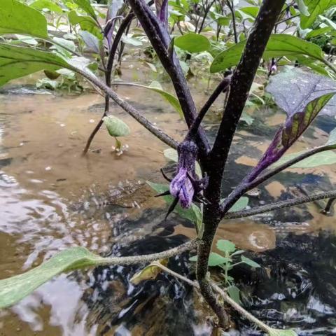 种植园的点点滴滴