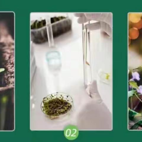 植物生长的奥秘