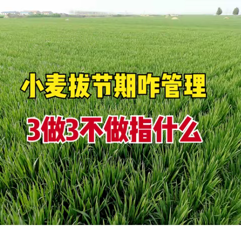 【沙河镇农业办】小麦拔节期咋管理？牢记“3做3不做”，苗旺秆壮穗多，小麦收成好