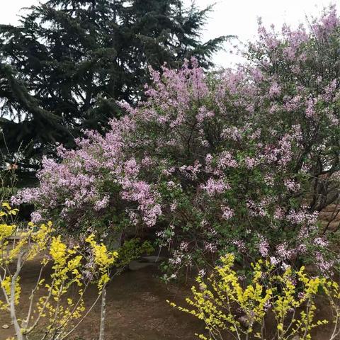 环岛赏花————五一班   张宁芮