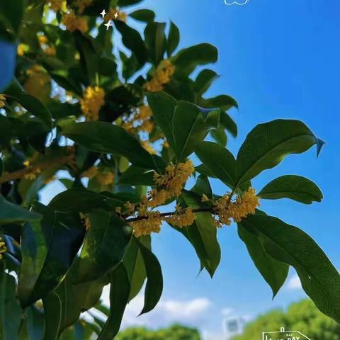 几度秋浓意🍂最是桂花香育英乐儿童之家拾桂花制香囊