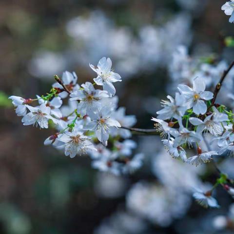 又是一年梨花开