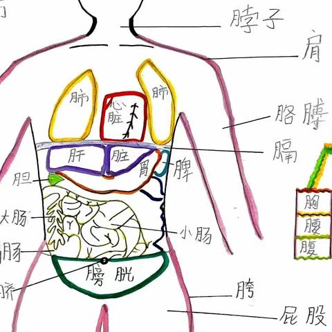 识字小报——月字旁的身体部位