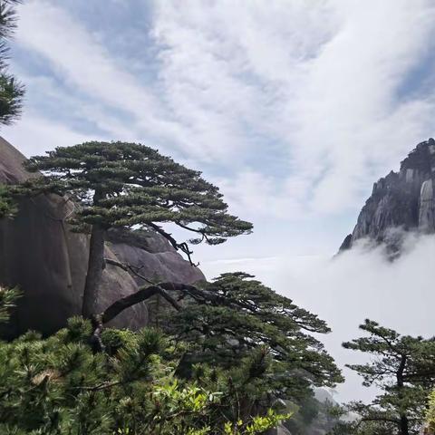 走近黄山迎客松，乐游画里美乡村